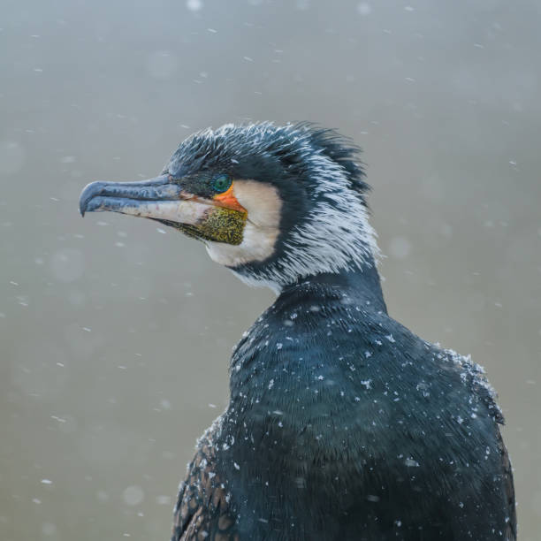 cormorano, phalacrocorax carbo. cormorano nell'habitat, primo piano - great black cormorant foto e immagini stock