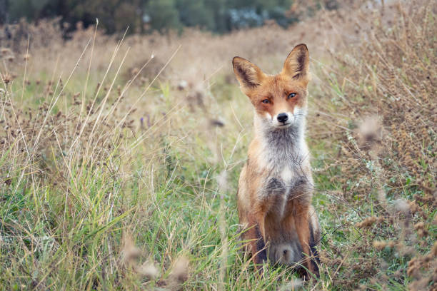 istock Portrait red fox Vulpes vulpes on a beautiful background 1473341185