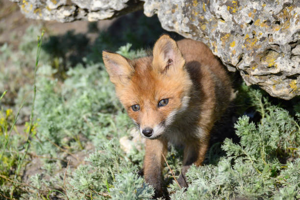 istock Red fox Vulpes vulpes in the wild 1473341270