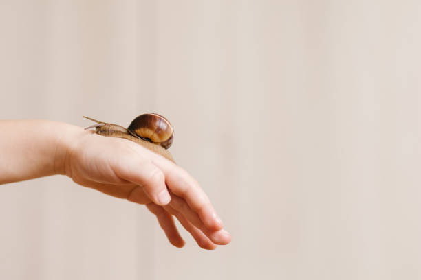 child's hand holding single sea shell