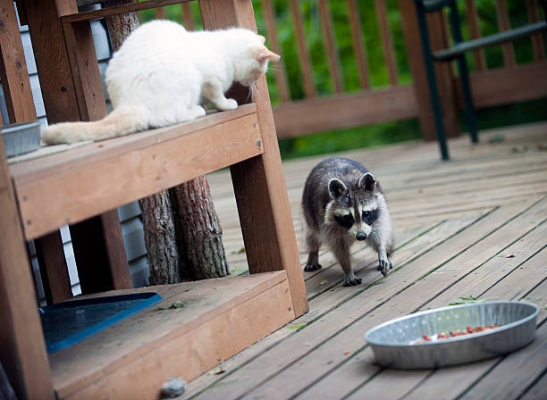 istock Cat ready to pounce on raccoon 147334150