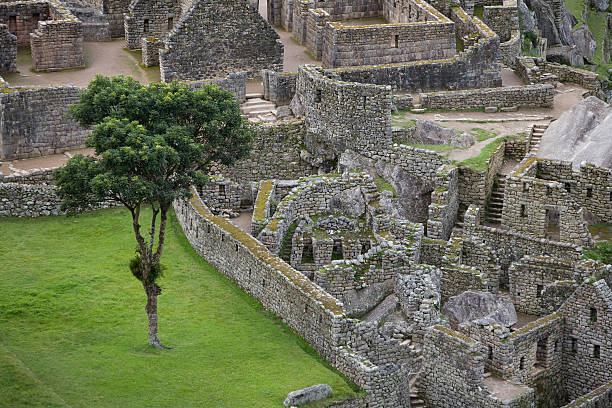 The Magic Tree at Machu Picchu, Peru. The ancient Inca ruins of Machu Picchu in Peru. urubamba province stock pictures, royalty-free photos & images