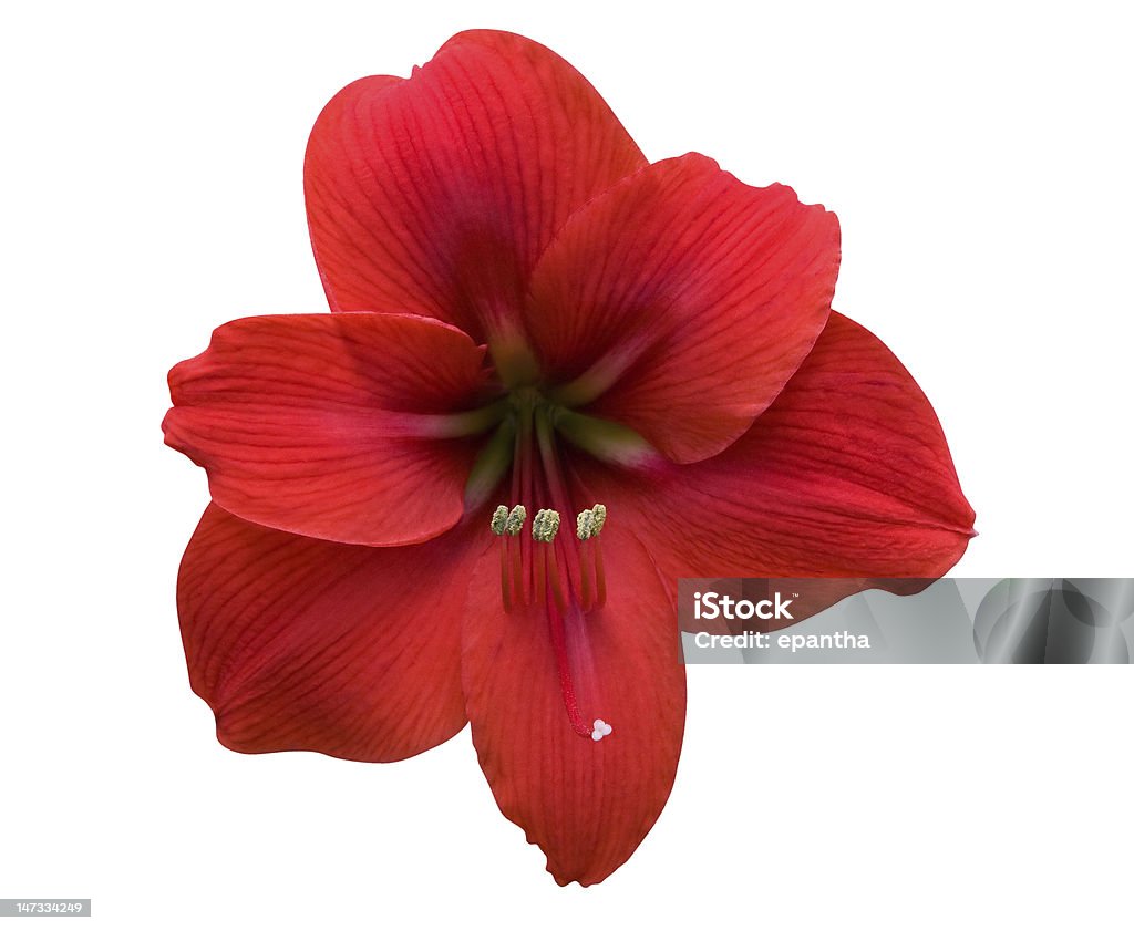 Amaryllis avec un Tracé de détourage - Photo de Amaryllis libre de droits