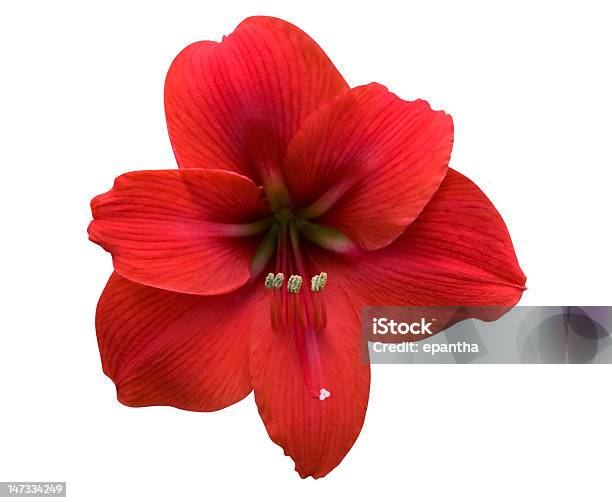 Photo libre de droit de Amaryllis Avec Un Tracé De Détourage banque d'images et plus d'images libres de droit de Amaryllis - Amaryllis, Capitule, Fleur - Flore