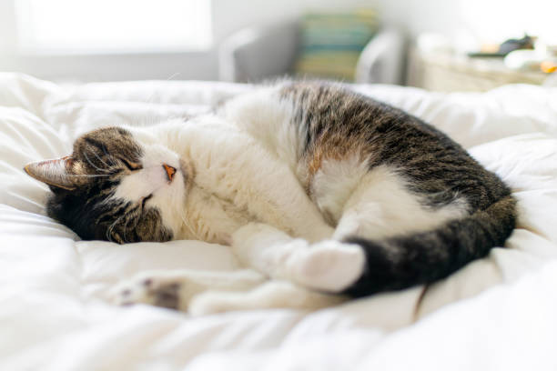 istock A gray and white domestic tabby cat sleeps on a bed with a white down comforter in a white bedroom. 1473343600