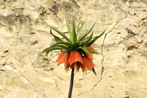 Kaiser's Crown (Fritillaria imperialis)in front of the old wall close-up