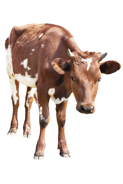 istock Cow calf isolated on white 147334386
