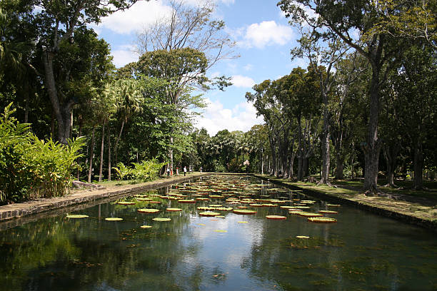 Jardim Botânico Pamplemousse - fotografia de stock