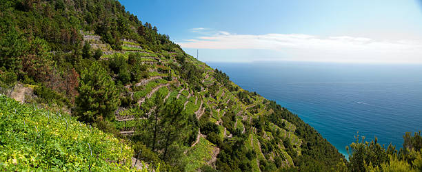 istock Vineyards in Cinque Terre 147334753