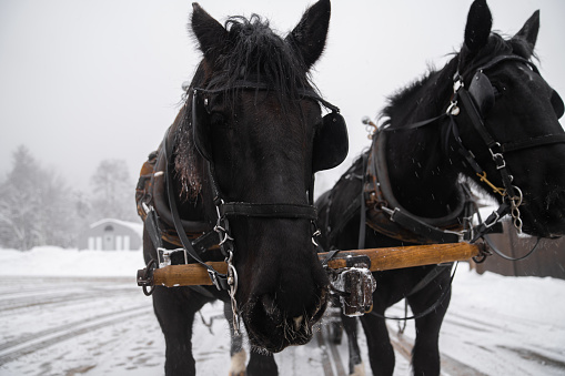 Couple in their 30's and their little daughter pet a black draft horse on a winter day, Minnesota