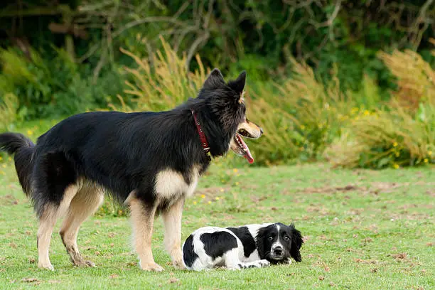 Small spaniel puppylooks up fearfully as large german shepherd dog stands over it.