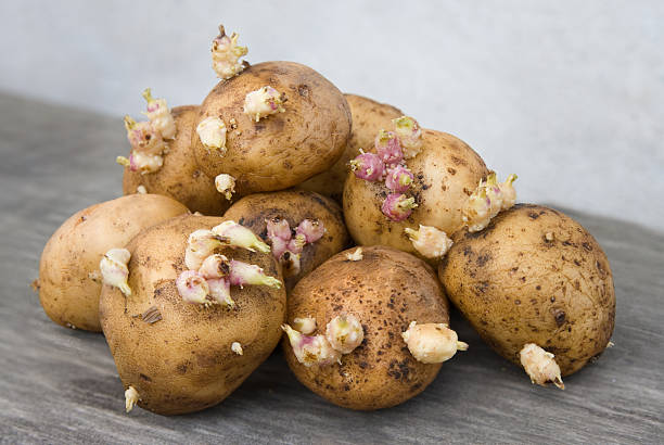 Seed potato stock photo