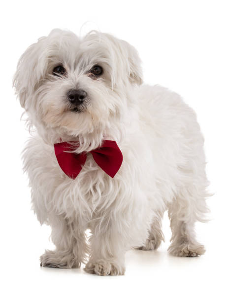 istock Adorable Maltese bichon with a red bow tie 1473351260