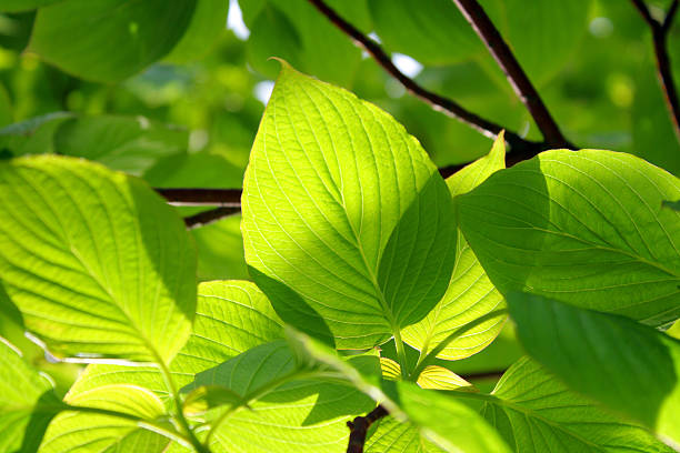 Novo, folhas verdes frescas - foto de acervo