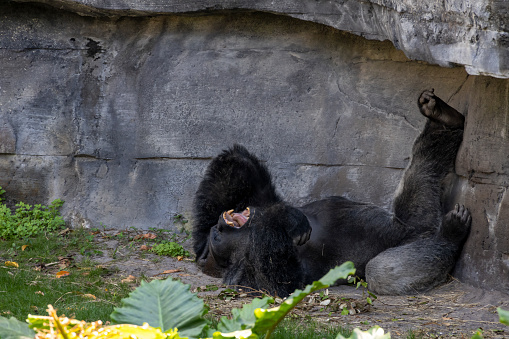 A large adult gorilla lays on the ground, leaning against a stone wall, seemingly in an uncontrollable fit of laughter in Orlando, Florida.
