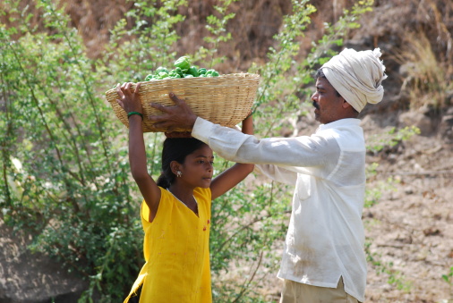 Little indian girl helping her father in farming