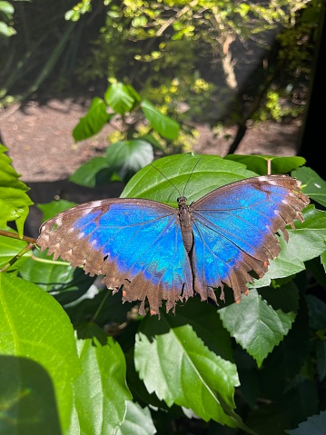 Neon blue morpho butterflies on tropical bushes with wings down and wings up showing brown underside.  Brown underside of wings have large eye like structure which helps defend the butterfly's against other creatures.