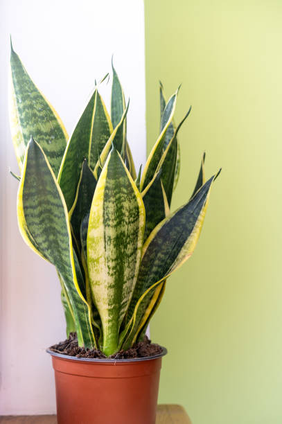 istock Bright sansevieria on the window. Selective focus. Home mini plants on the windowsill. 1473355487