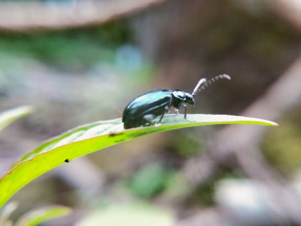 istock Small insects that live in rice fields in rural South Kalimantan 1473356205