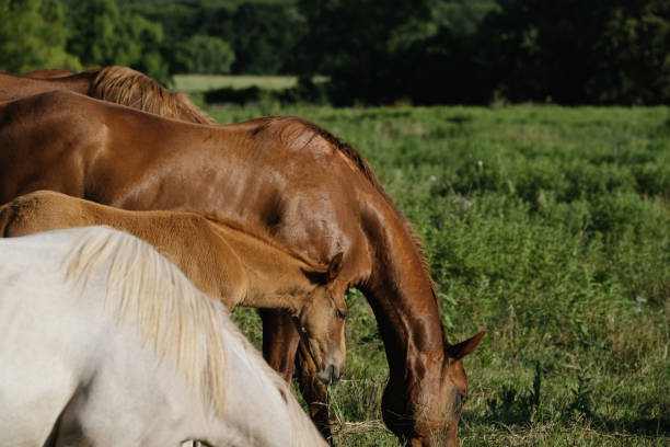istock horses in the green Texas field during summer 1473356467