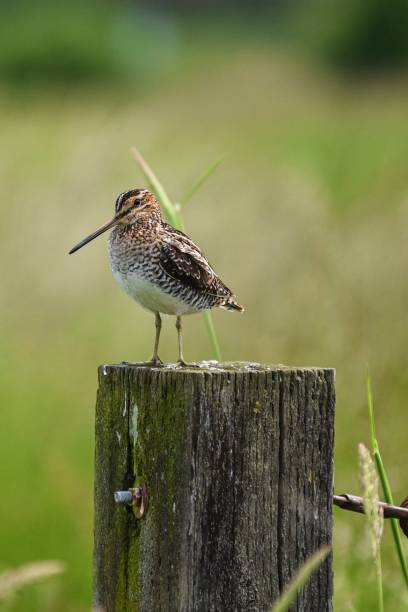 Snipe Bird at the ridgefield wildlife refuge common snipe stock pictures, royalty-free photos & images