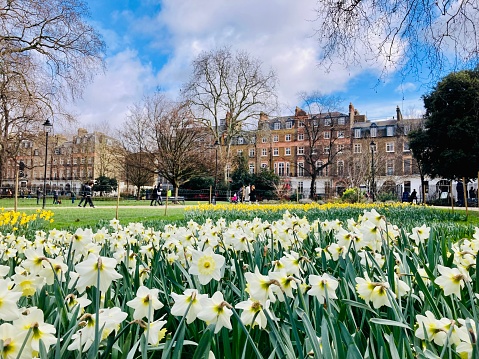 A sea of daffodils in bloom inside Russell Square during the spring time, located in London, England, United Kingdom.
