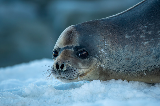 Weddel Seal ((Leptonychotes weddellii)) on an ice floe close up -  Antarctica