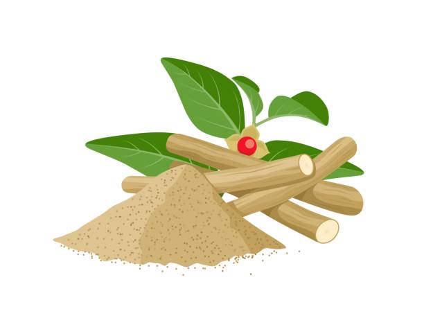 ilustrações, clipart, desenhos animados e ícones de raiz de ashwagandha - ginseng isolated root herbal medicine