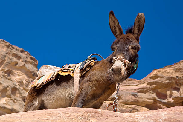 istock Donkey taxi 147336430