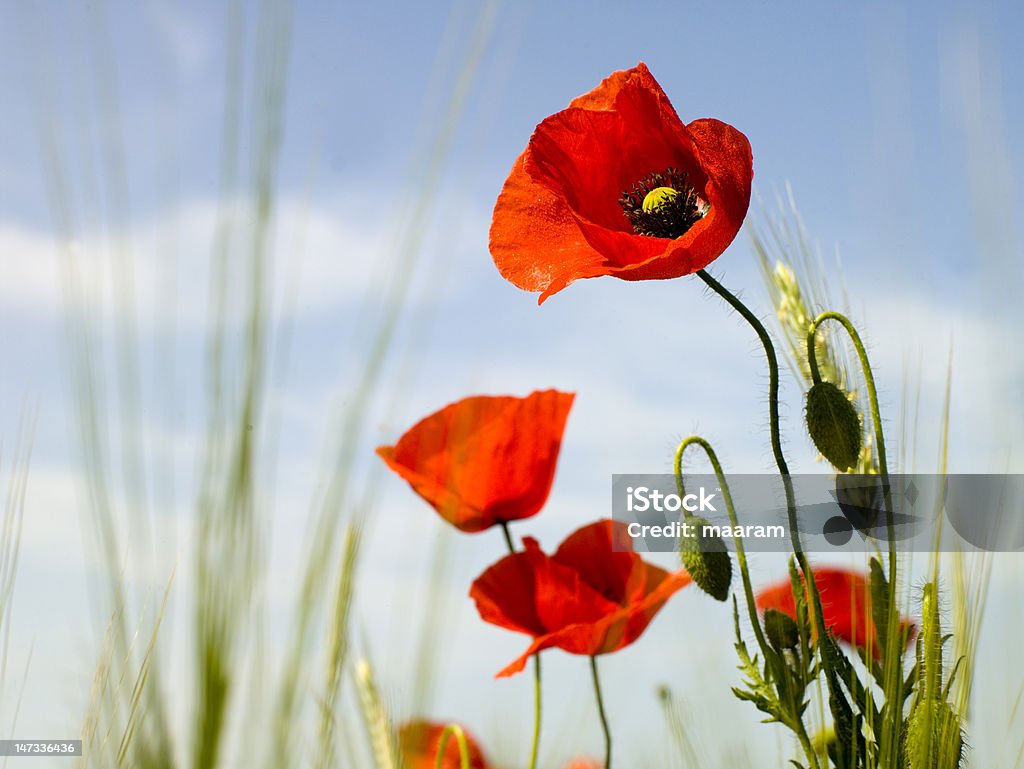 red poppy red poppy in a meadow Agricultural Field Stock Photo