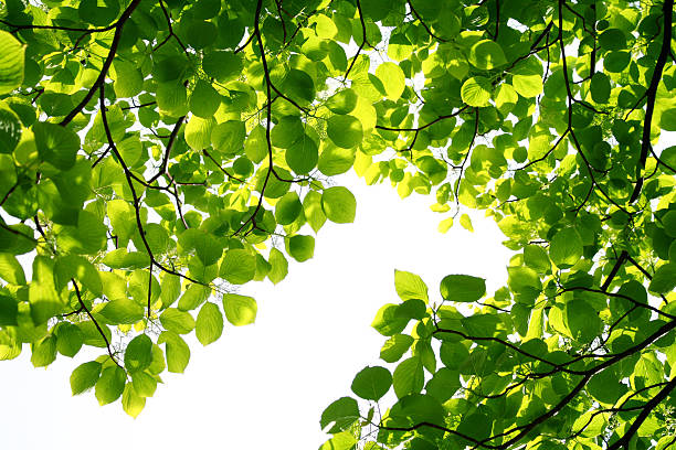 Frische, grüne Zweige – Foto