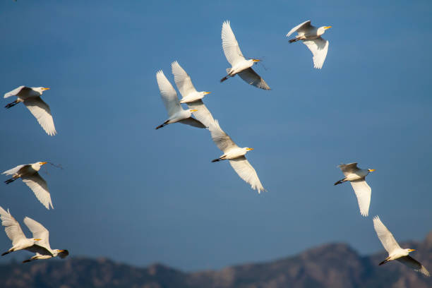 istock Flock of Cattle Herons 1473365082