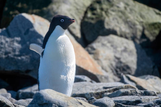 istock adelia penguins (Pygoscelis adeliae )  portrait in Antarctica 1473365716