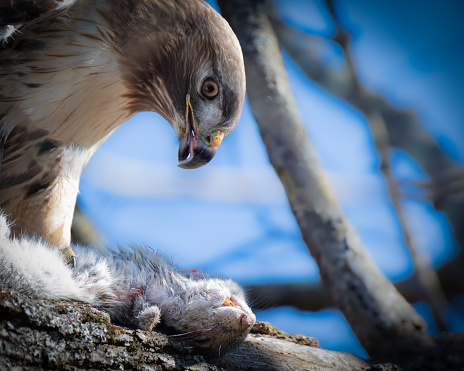 Red tailed hawk with prey