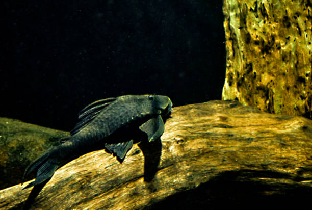 istock Fish Cucho , Panaque cochliodon 1473365867