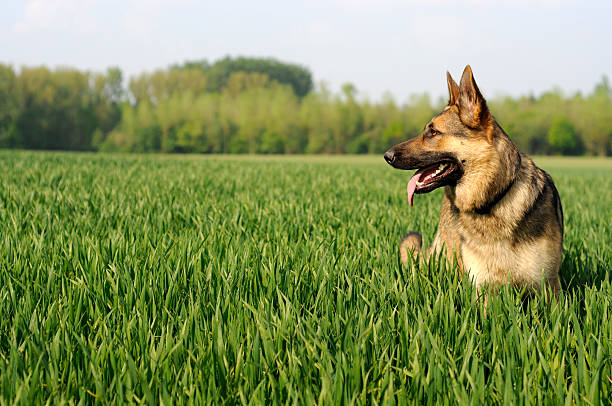 Sunny day German Shepherd in grass on a sunny day. german shepherd stock pictures, royalty-free photos & images