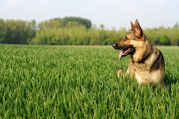 German Shepherd in grass on a sunny day.