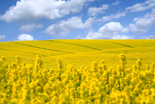 istock yellow field with oil seed rape 147336925