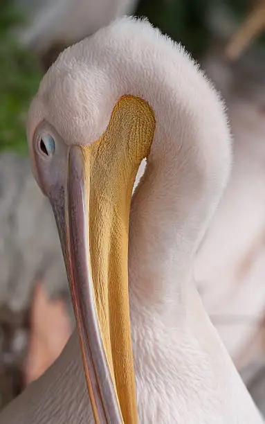 Photo of Sleep pelican