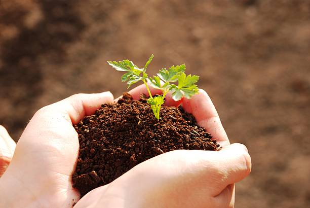 istock My little parsley 147337425