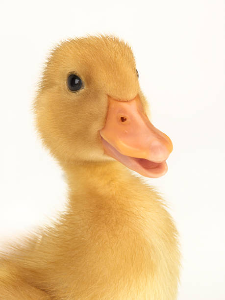 istock portrait of a baby duck 147337534