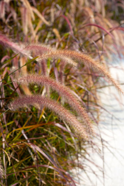 istock Fountain grass or pennisetum alopecuroides 1473375736