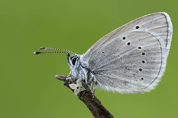 Butterfly 02 stock photo