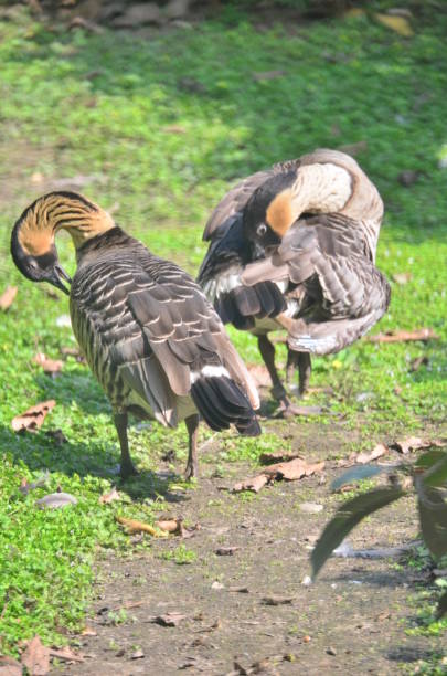 istock a Greylag goose at the city park pond 1473378793