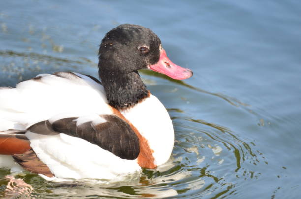 istock the duck at the pond, Kowloon park 1473378794