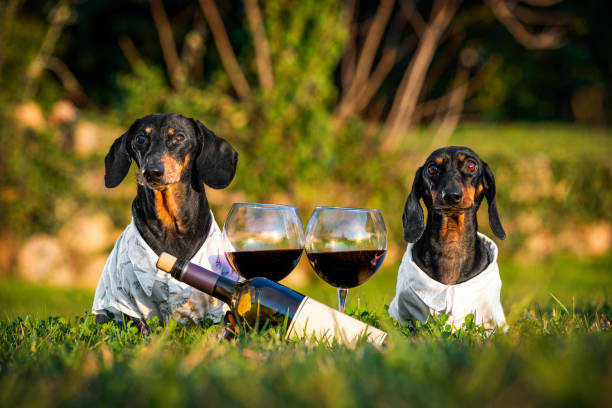 Green lawn couple in love dogs bottle of red wine glasses. Date picnic in park stock photo