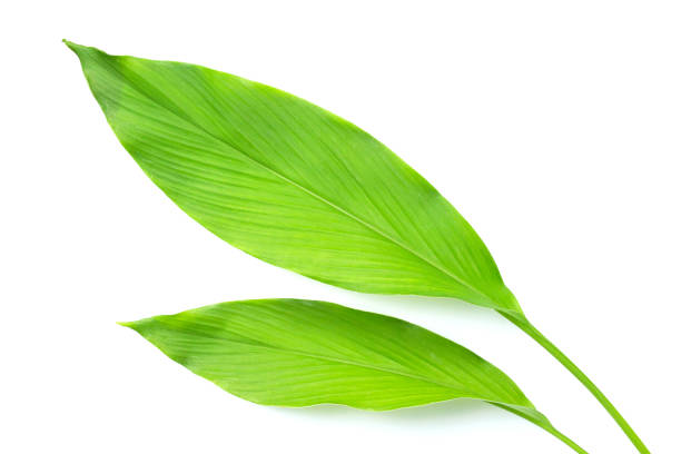 istock Green leaves of turmeric on white background. 1473379131