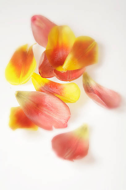 istock Yellow and salmon-coloured tulip petals 147337932