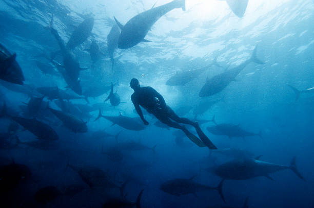 Nadando entre tunas - foto de acervo