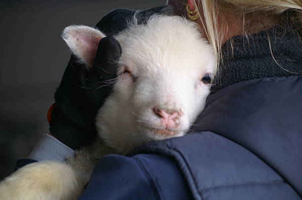 Lamb cuddling stock photo